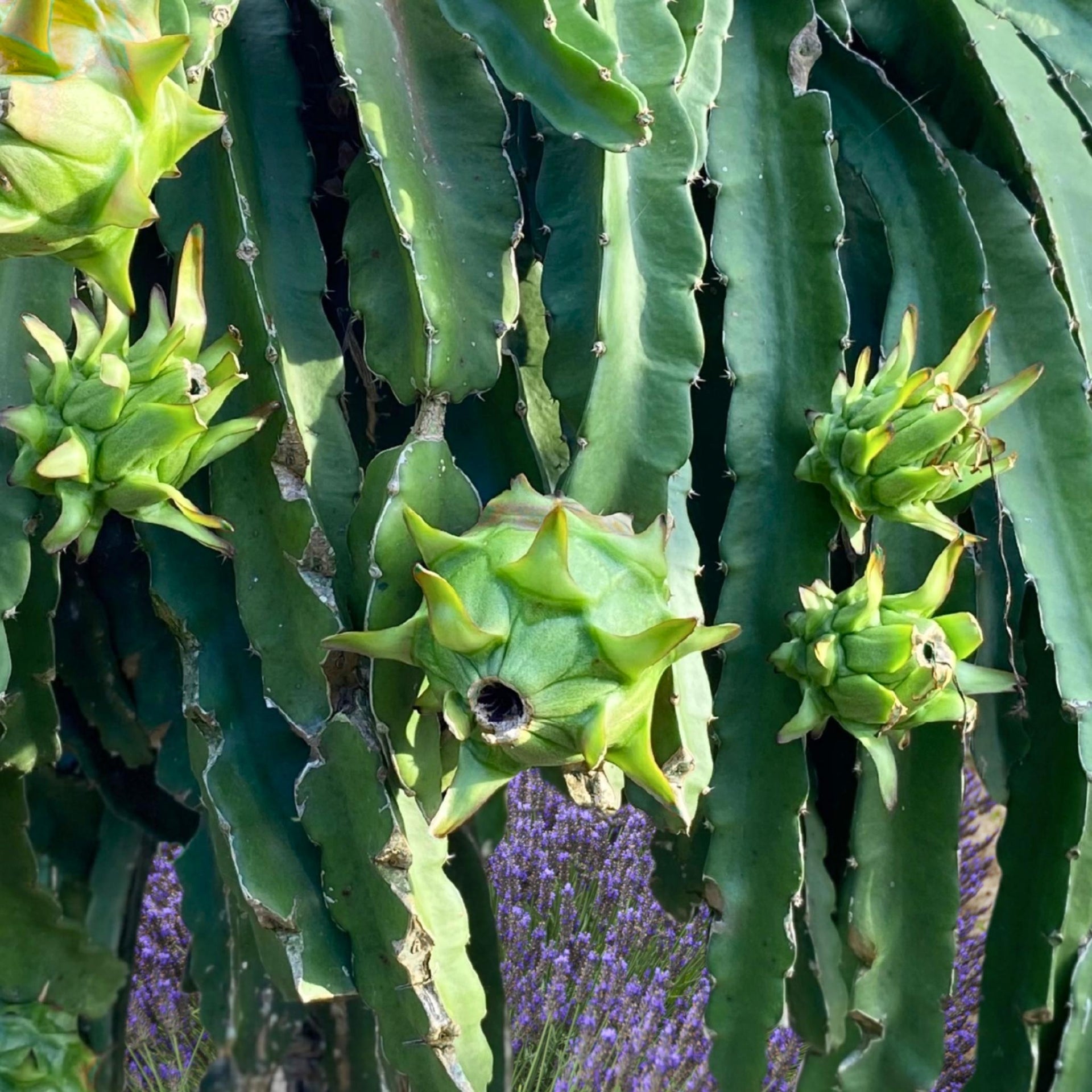 dragon fruit plant Edgar's Baby Dragon Fruit – Compact, Sweet, and Fast Growing!