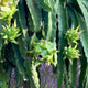 Close-up of green dragon fruit growing on tall, ribbed cactus stems.