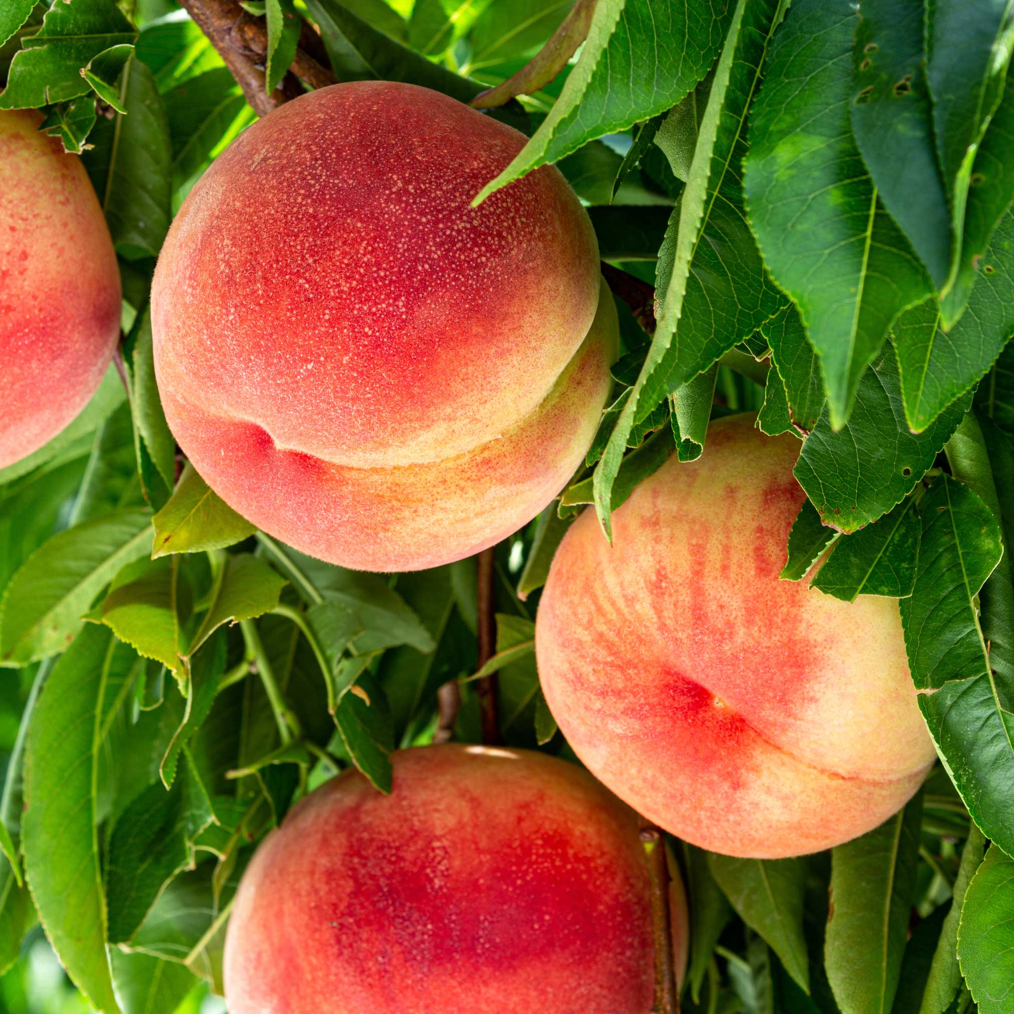 Nationwide Plants Elberta Peach Tree