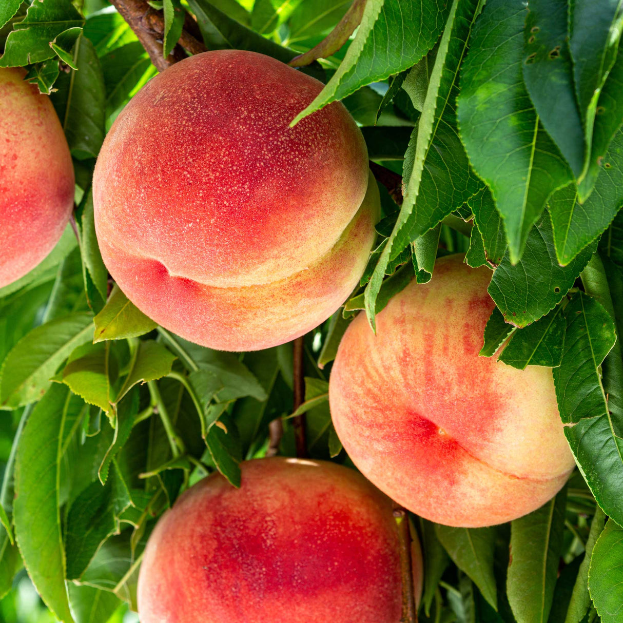 Close-up of ripe, rosy Elberta peaches hanging on a tree, surrounded by lush green leaves. The peaches are large, with a vibrant blush of red and orange tones, showcasing the classic look of this popular peach variety. The foliage provides a rich green backdrop, emphasizing the fruit's colorful appearance.