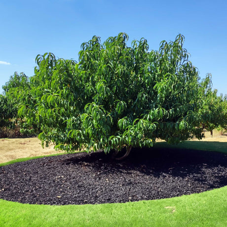 A mature Elberta Peach Tree with a lush, rounded canopy filled with vibrant green leaves. The tree is planted in a neatly mulched, circular bed, surrounded by a well-manicured grassy area under a clear blue sky. 