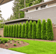 Emerald Green Arborvitae