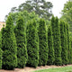 Mature emerald green arborvitae growing in a row along a mulch garden bed with grass beside.