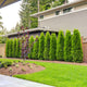 A neatly planted row of Emerald Green Arborvitae along a suburban home's fence.