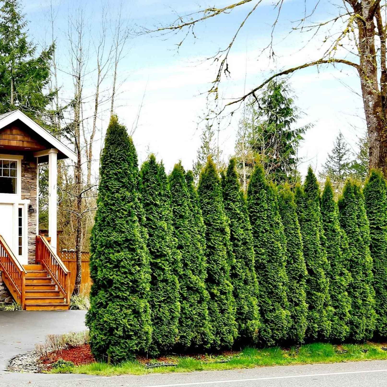 Emerald Green Arborvitae – Elegant, Dense Privacy Evergreen