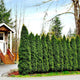 Emerald Green Arborvitae