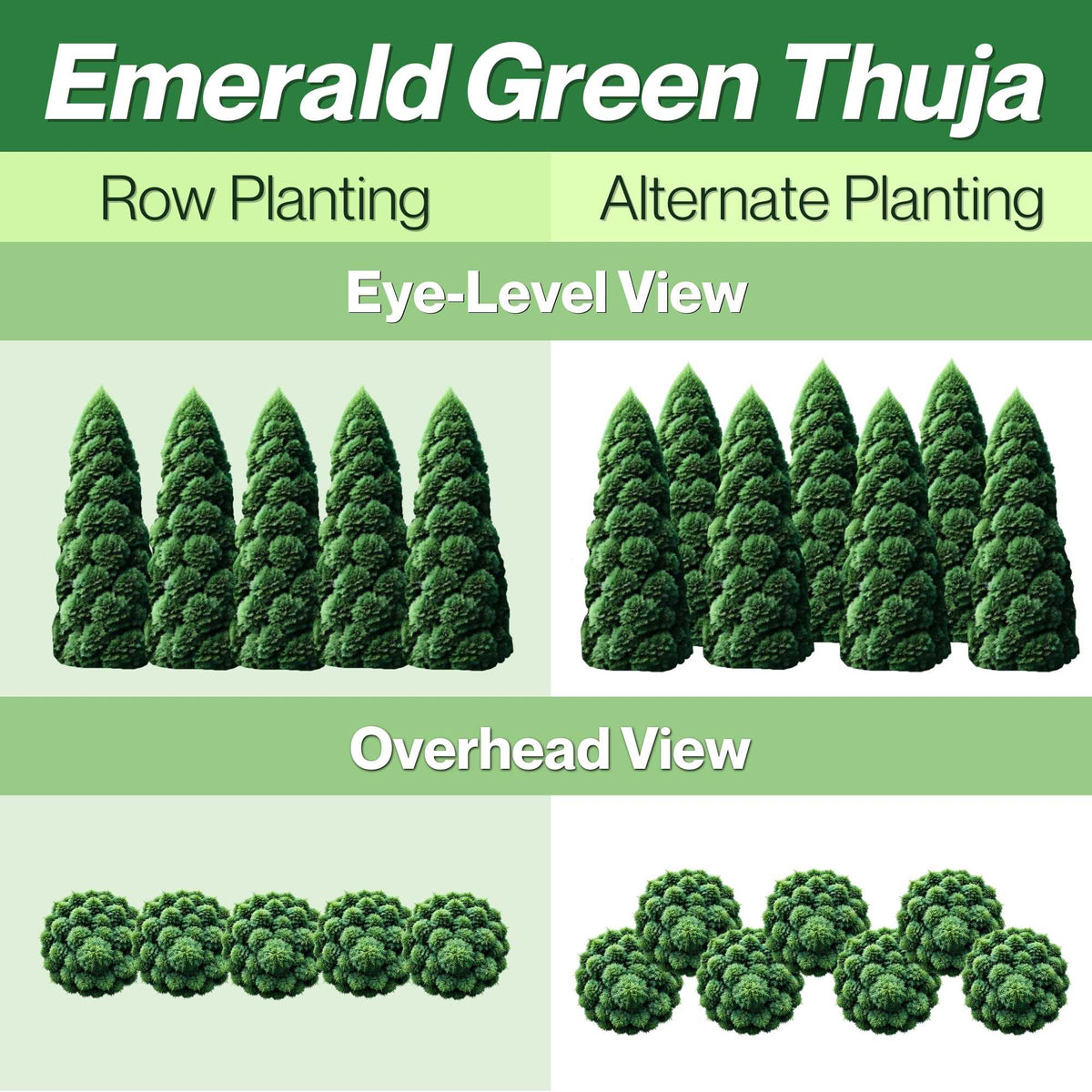 Emerald Green Arborvitae Row and Alternate Planting Guide with views of the planting styles from eye level and overhead views.