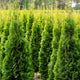 A dense row of young Emerald Green Arborvitae trees in a field.