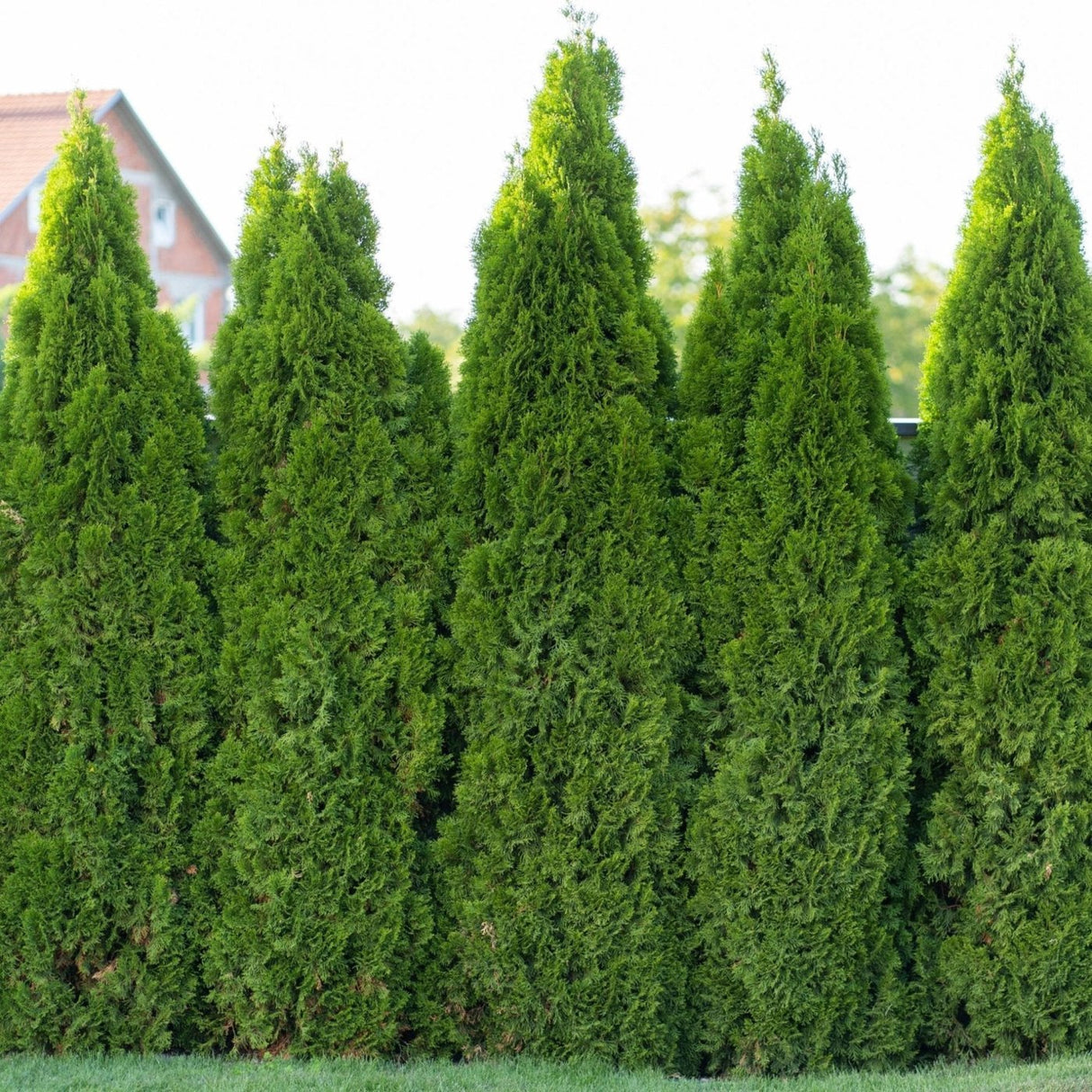 Emerald green arborvitae thuja trees in a row creating privacy with a glimpse of a blurred home behind them.