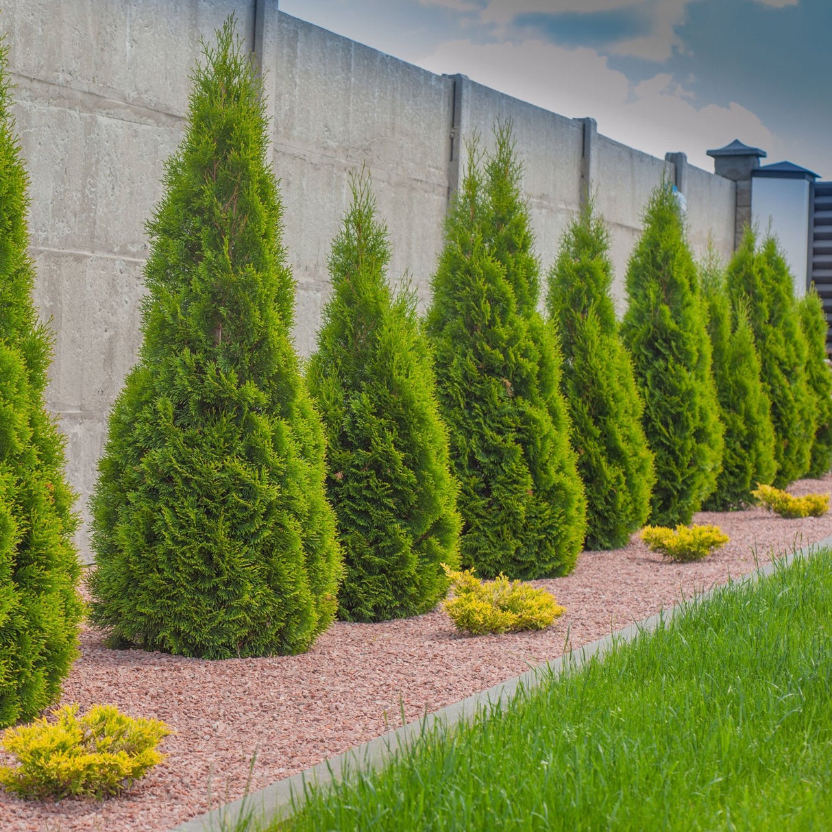 Emerald green arborvitaes along a concrete wall with a reddish mulch and small yellow shrubs for contrast.