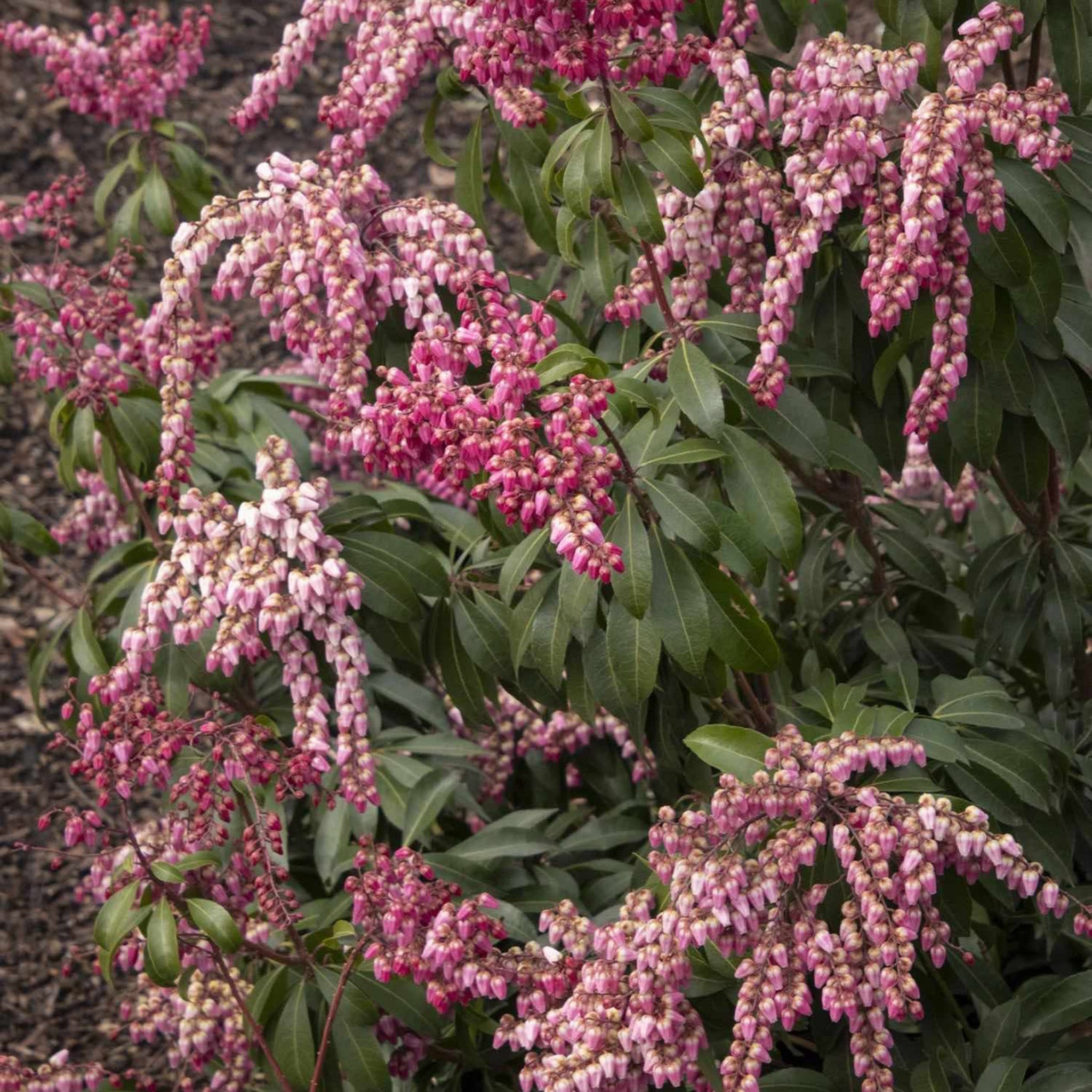Enchanted Forest Impish Elf Pieris
