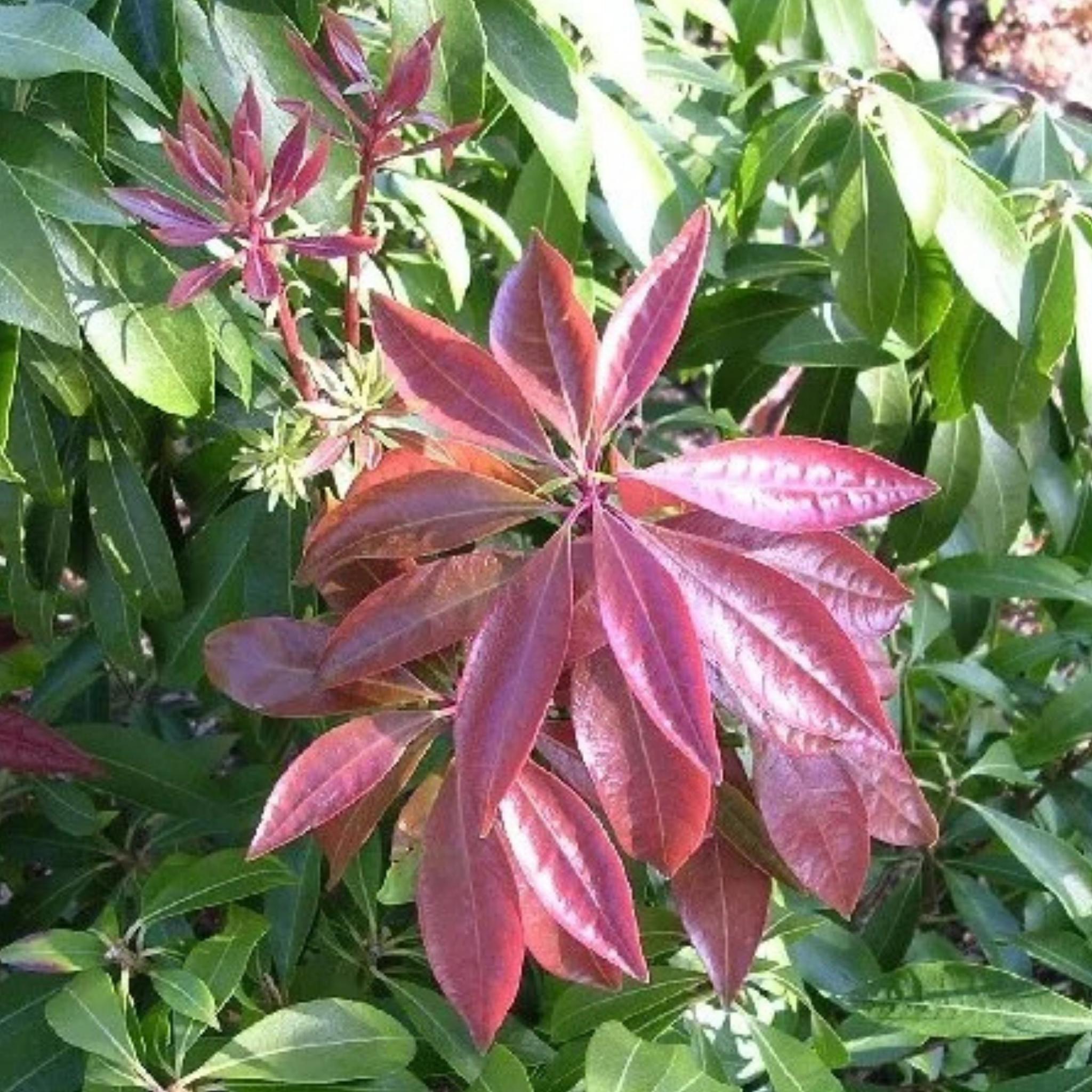 Enchanted Forest Impish Elf Pieris - Thumbnail 3