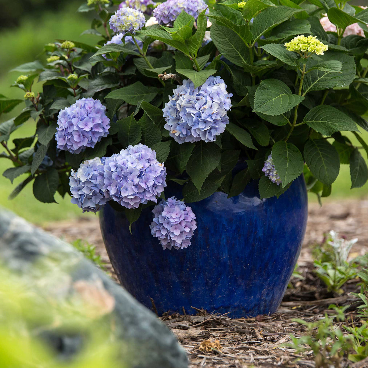 can you plant endless summer hydrangea in pots Endless Summer The Original Reblooming Hydrangea