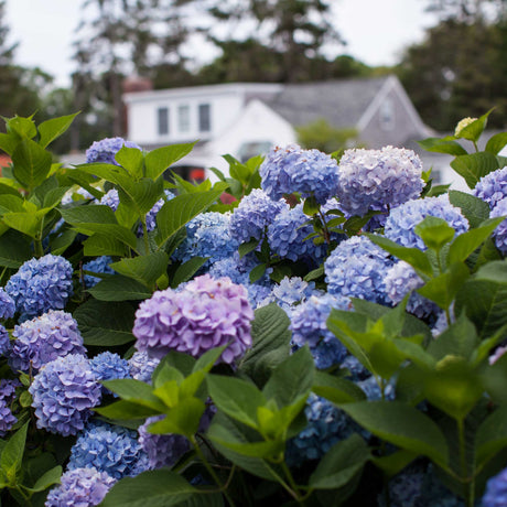 Endless Summer® Hydrangea - NationwidePlants.com  