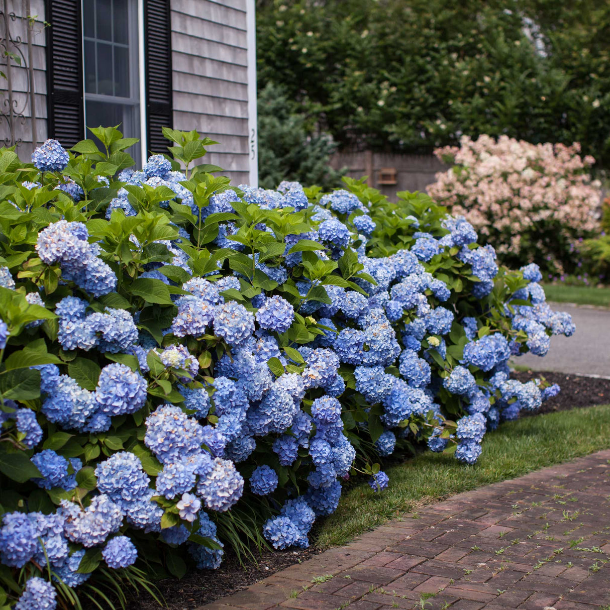 Endless Summer® Hydrangea - NationwidePlants.com  