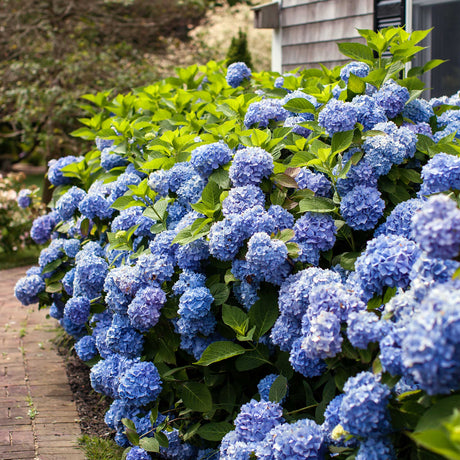 Endless Summer® Hydrangea - NationwidePlants.com  