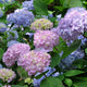Endless Summer® Hydrangea - NationwidePlants.com  