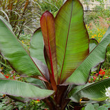 Ensete Banana - NationwidePlants.com  