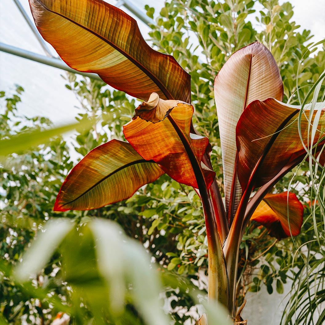 Ensete Banana - NationwidePlants.com  