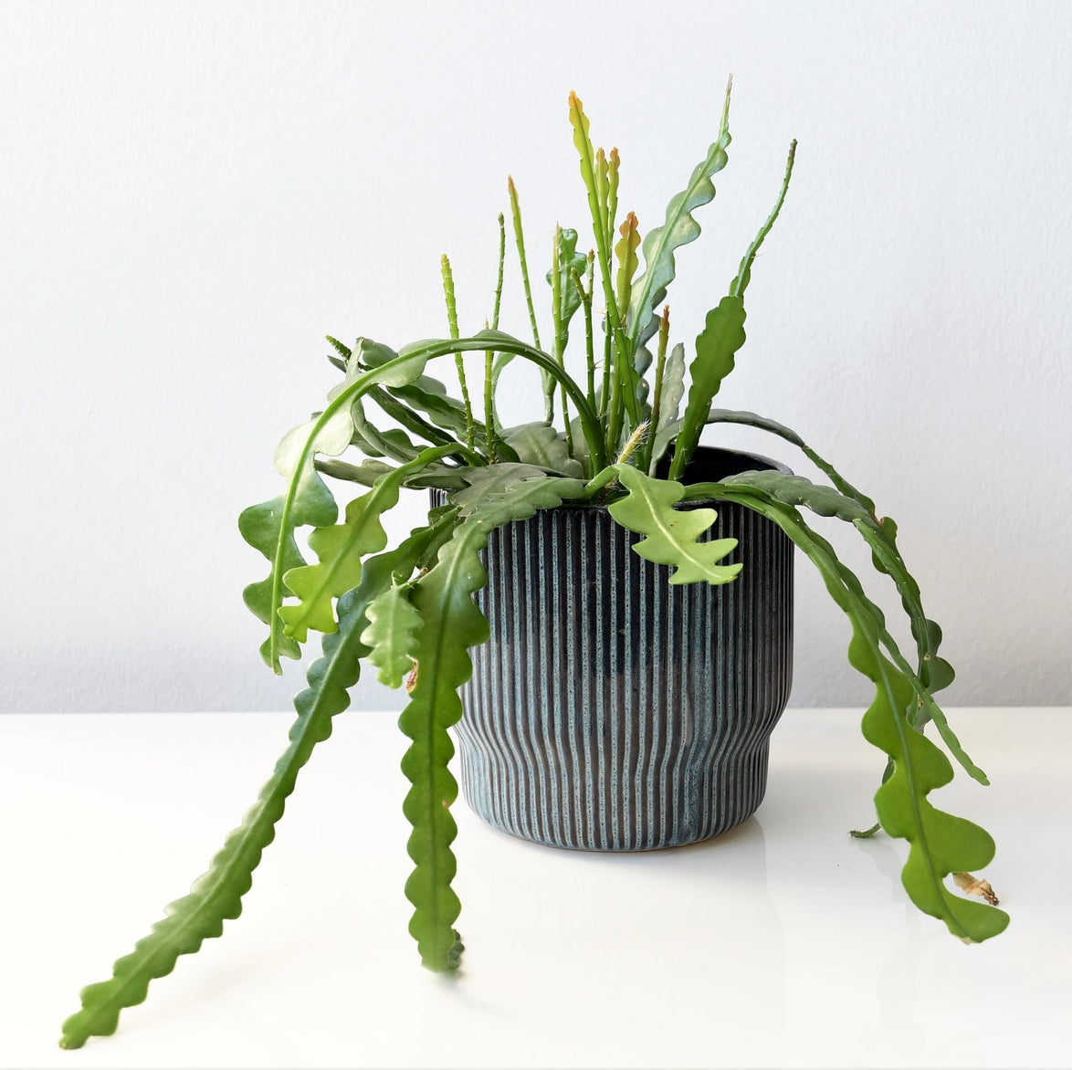 Epiphyllum 'Ric Rac' Fishbone Cactus | Unique Zig Zag Houseplant