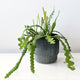 'Ric Rac' Fishbone Cactus