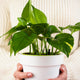 Epipremnum aureum golden pothos plant, showcasing its rich green heart shaped leaves with golden patches appearing boldly on the mature growth. 