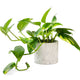 Epipremnum aureum "golden pothos" houseplant in glazed white planter on white background