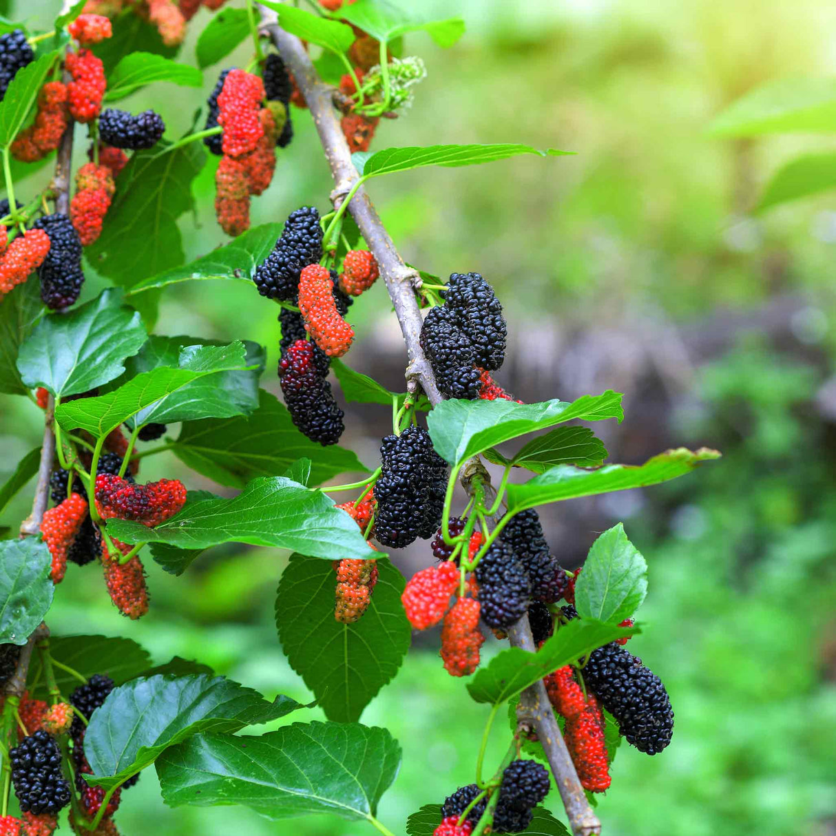 Everbearing Mulberry Tree - NationwidePlants.com  