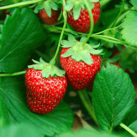 Everbearing Strawberry - NationwidePlants.com  