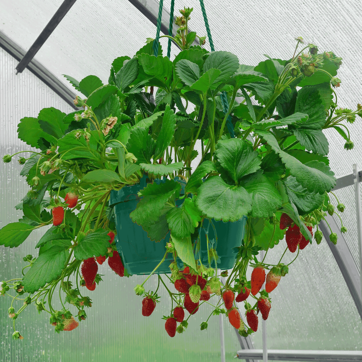 organic hanging strawberry plants Everbearing Strawberry Plant – Sweet Berries, Produces All Season