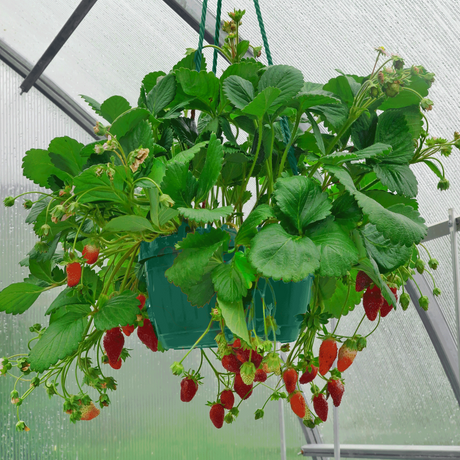 Everbearing Strawberry Plant growing in NationwidePlants.com greenhouse.