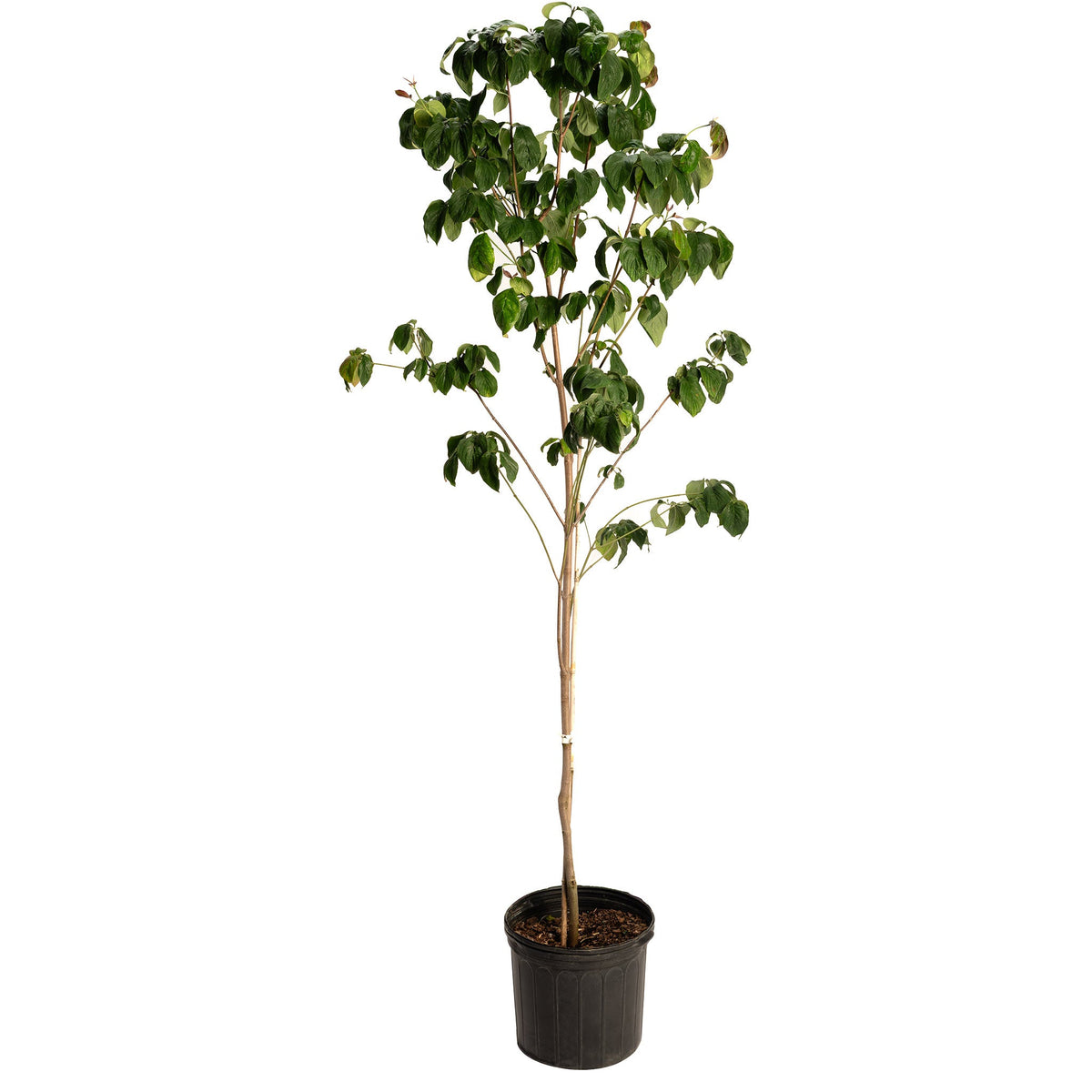 You Want Cherokee Brave Pink Dogwoods Grown by Experts