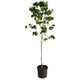 Cherokee Brave Pink Dogwood