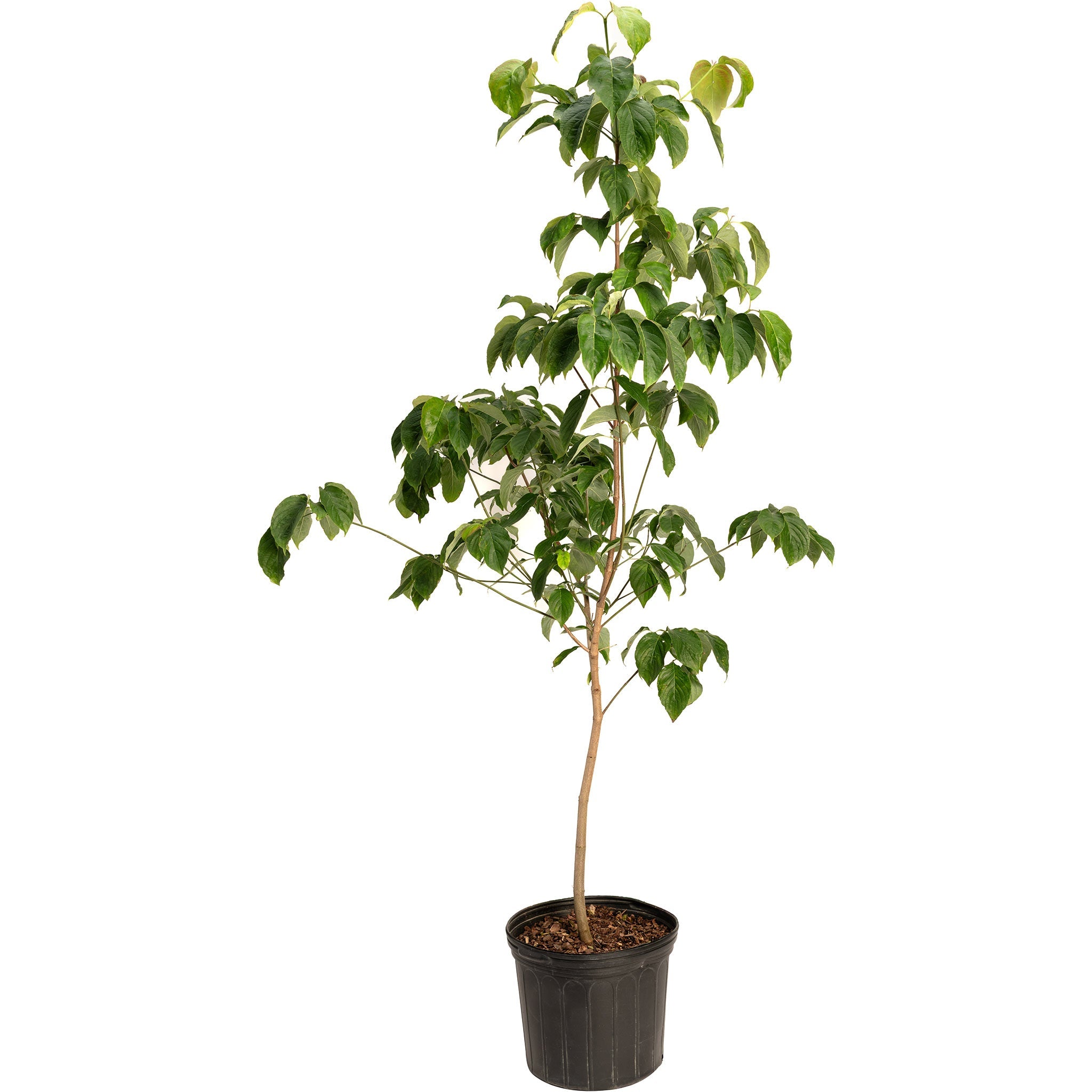 Cherokee Chief Pink Dogwood Tree – Vibrant Spring Blooms