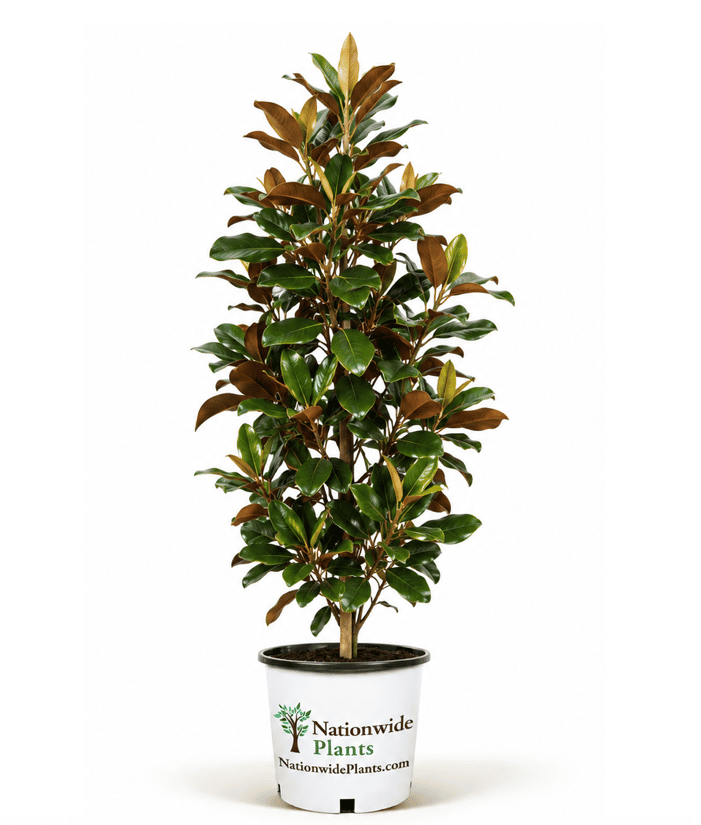 You Want Teddy Bear Southern Magnolias Grown by Experts