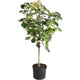 Variegated Hibiscus Tiliaceus
