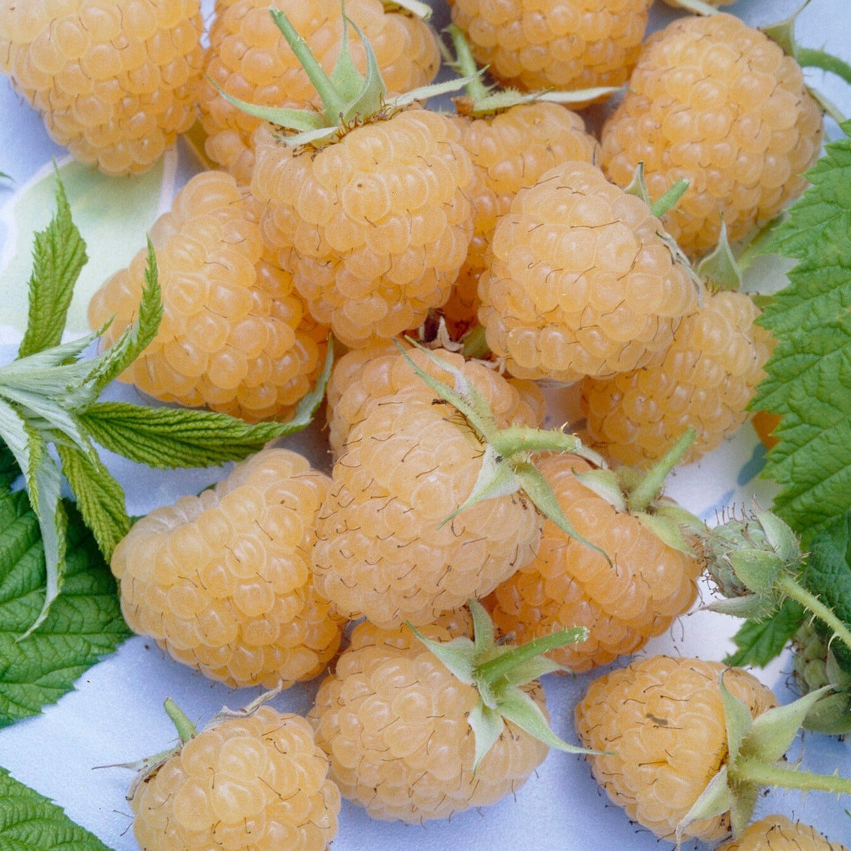 Fall Gold Raspberry Plant – Sweet, Golden Berries, All-Season