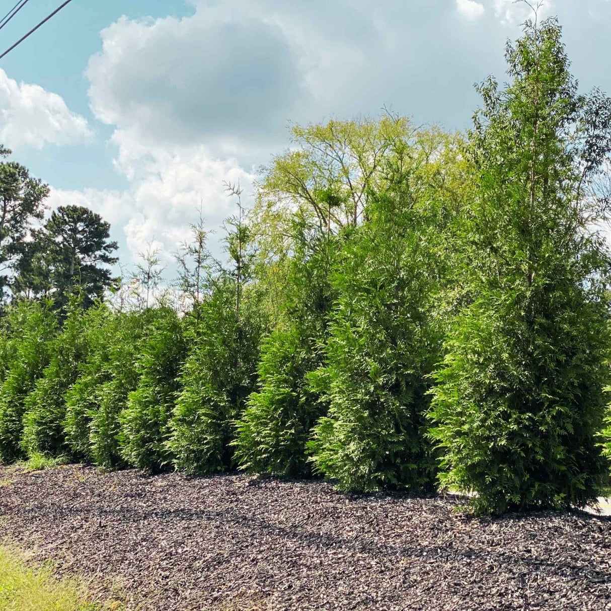 Row of thuja green giant trees planted underneath power lines to block view of the road behind.