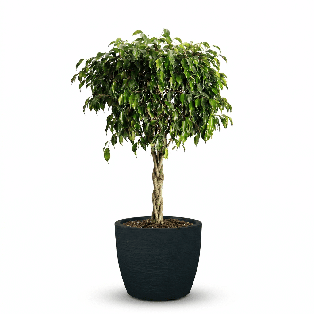 Braided Benjamina Ficus