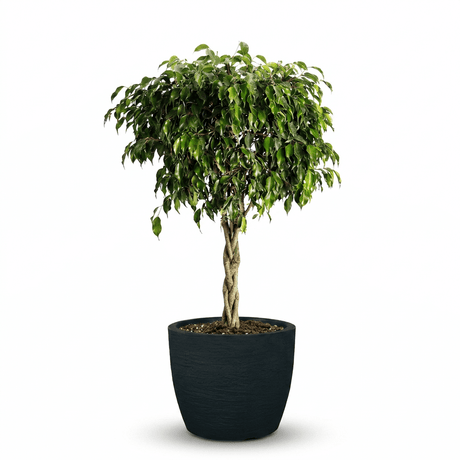 Braided Benjamina Ficus