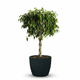 Braided Benjamina Ficus