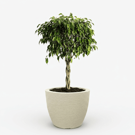 Braided Benjamina Ficus