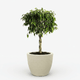 Braided Benjamina Ficus
