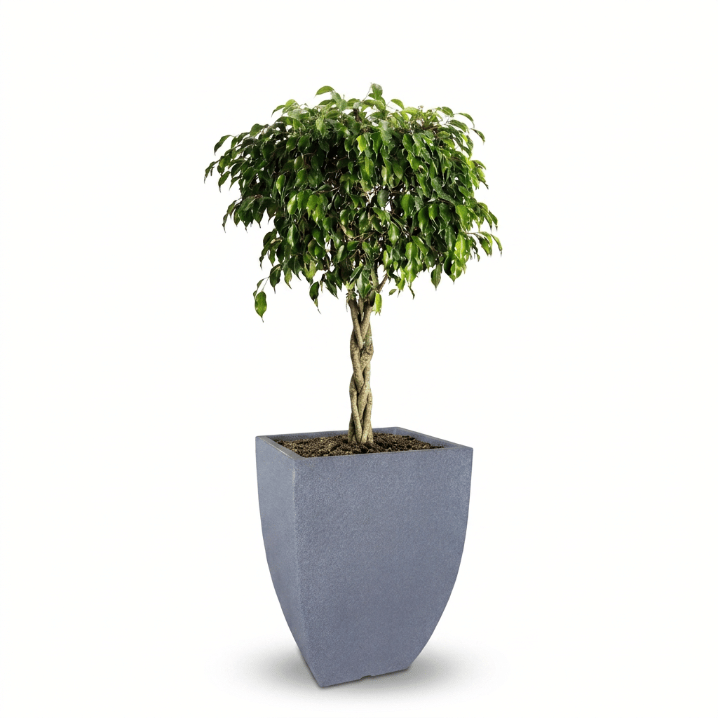 Braided Benjamina Ficus