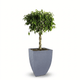 Braided Benjamina Ficus