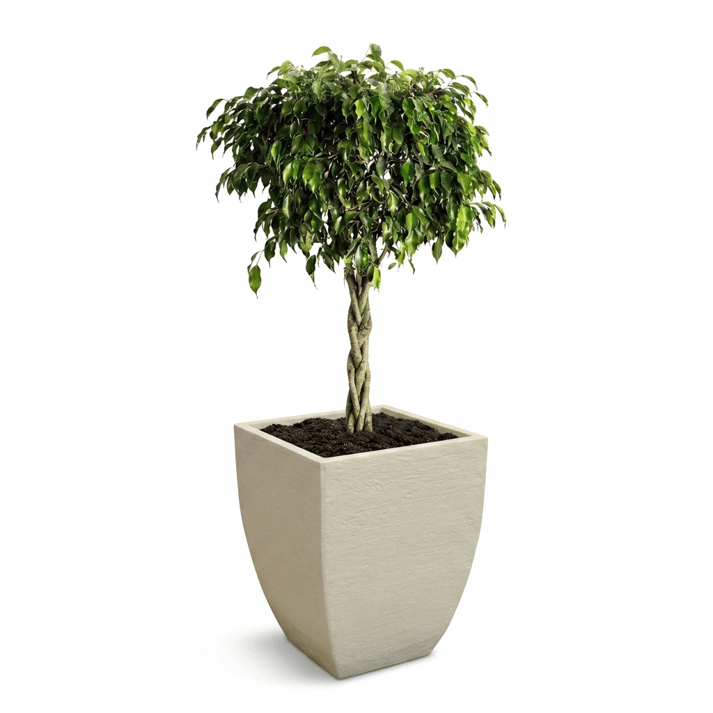 Braided Benjamina Ficus