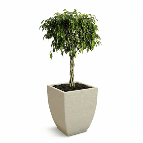 Braided Benjamina Ficus