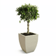 Braided Benjamina Ficus