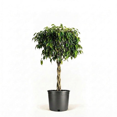 Braided Benjamina Ficus
