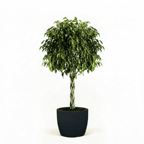 Braided Benjamina Ficus
